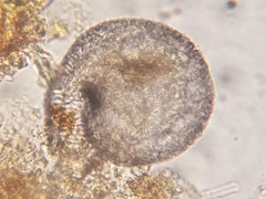 Lesquereusia spiralis