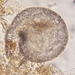 Lesquereusia spiralis - Photo (c) Paul Norwood, algunos derechos reservados (CC BY-NC), subido por Paul Norwood