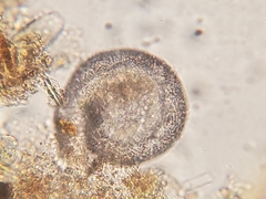 Lesquereusia spiralis