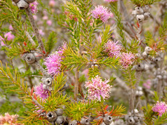 Melaleuca squamea