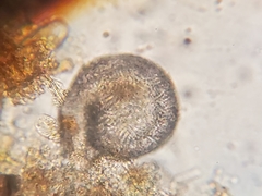 Lesquereusia spiralis