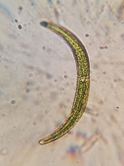 Closterium nematodes
