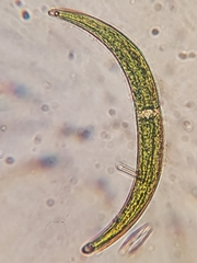 Closterium nematodes