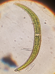 Closterium nematodes