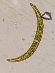 Closterium nematodes