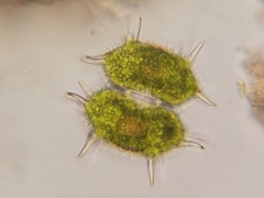 Xanthidium antilopaeum polymazum