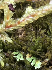 Crossocalyx hellerianus