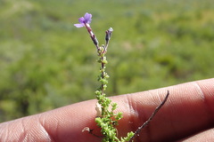 Jamesbrittenia microphylla