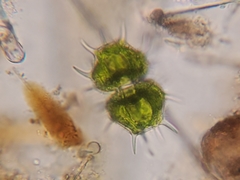 Xanthidium cristatum