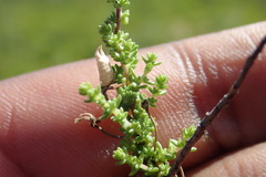 Jamesbrittenia microphylla