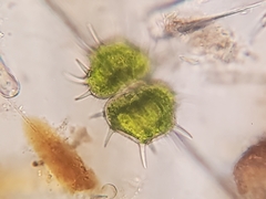 Xanthidium cristatum