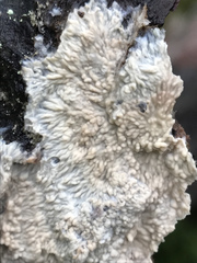 Phlebia centrifuga