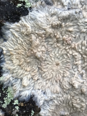 Phlebia centrifuga