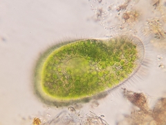 Paramecium bursaria