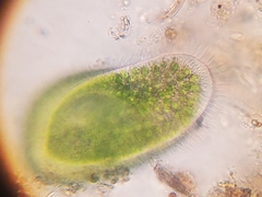 Paramecium bursaria