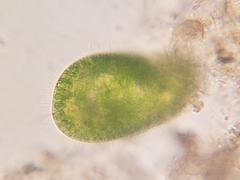Paramecium bursaria