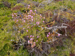 Melaleuca squamea