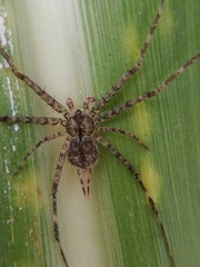 Araneae