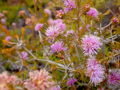 Melaleuca squamea