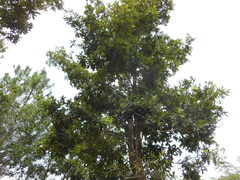 Quercus sapotifolia