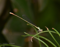 Aciagrion pallidum