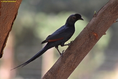 Onychognathus salvadorii