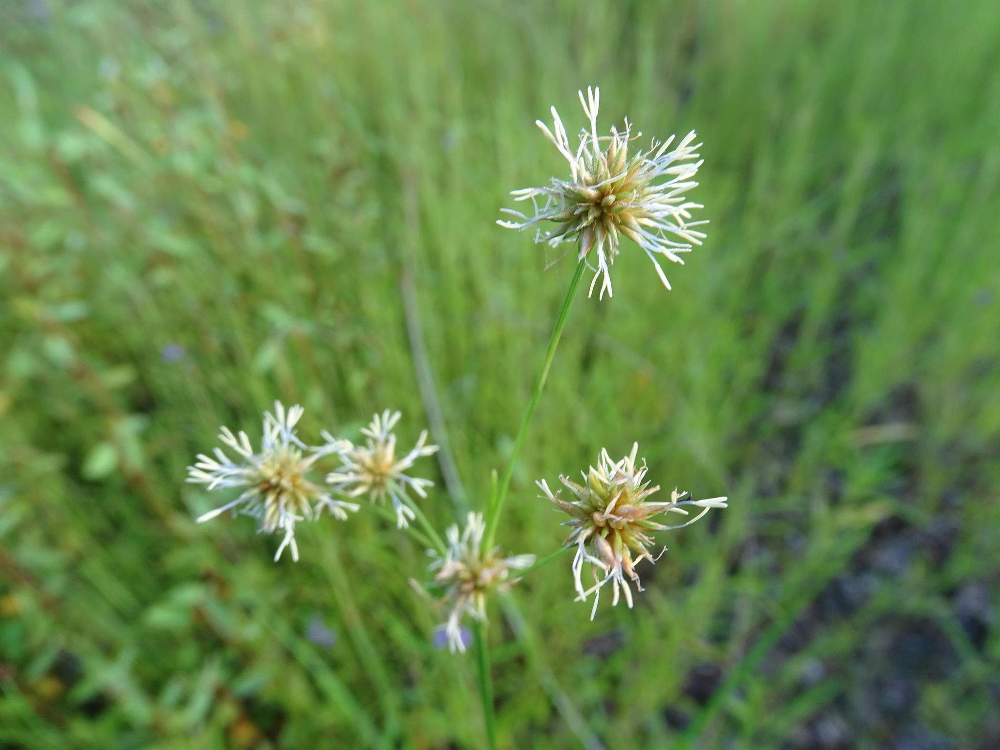 Rhynchospora holoschoenoides
