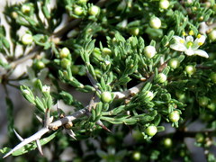 Asparagus stipulaceus