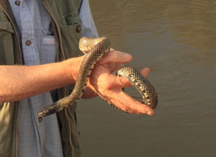 Lampropeltis splendida