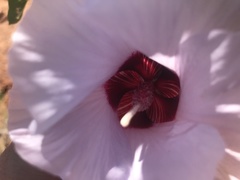 Gossypium sturtianum