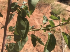 Gossypium sturtianum