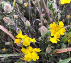 Hibbertia crinita