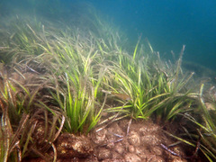 Zostera capricorni