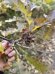 Andricus multiplicatus