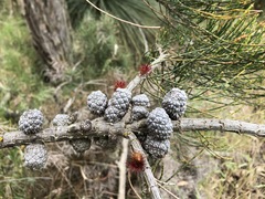 Allocasuarina mackliniana