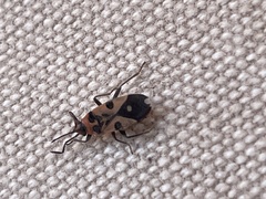 Horvathiolus delicatulus