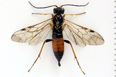 Tenthredopsis scutellaris