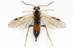 Tenthredopsis scutellaris