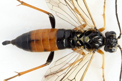 Tenthredopsis scutellaris