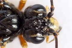 Tenthredopsis scutellaris