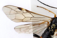 Tenthredopsis scutellaris