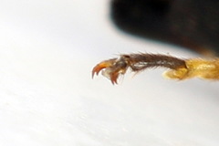 Tenthredopsis scutellaris