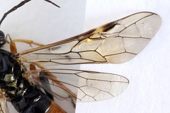 Tenthredopsis scutellaris