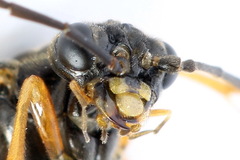 Tenthredopsis scutellaris