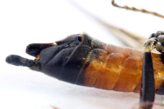 Tenthredopsis scutellaris