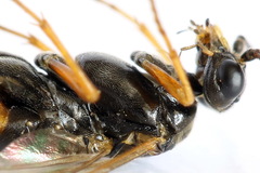 Tenthredopsis scutellaris