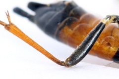 Tenthredopsis scutellaris