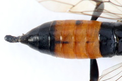 Tenthredopsis scutellaris
