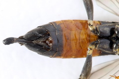 Tenthredopsis scutellaris