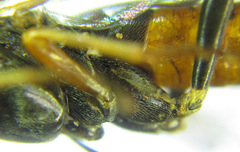 Tenthredopsis scutellaris